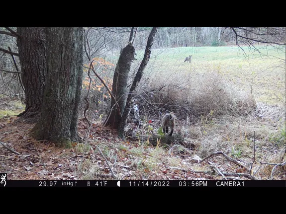 Bobcats in Stow, photographed with an automatically triggered wildlife camera by Steve Cumming.