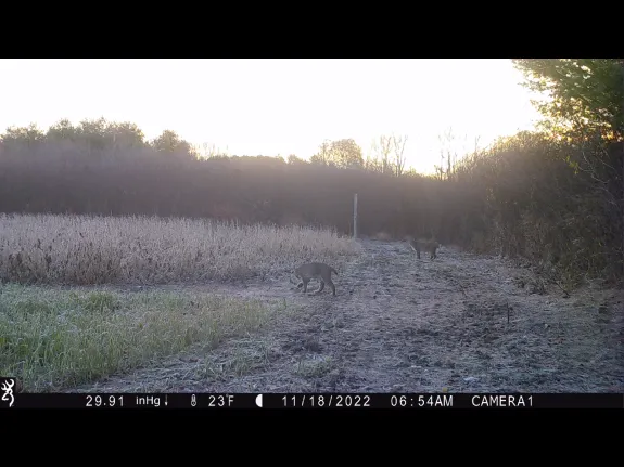 Bobcats in Stow, photographed with an automatically triggered wildlife camera by Steve Cumming.