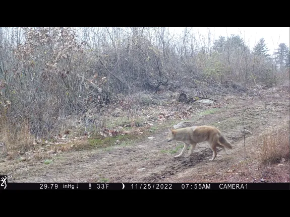 A coyote in Stow, photographed with an automatically triggered wildlife camera by Steve Cumming.