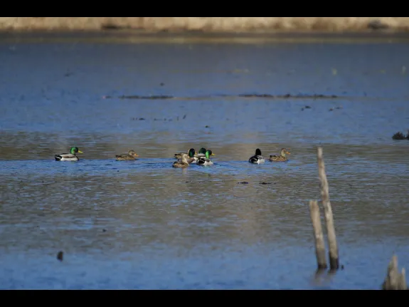 Mallards from Ralph Hill in Billerica, photographed by Gail Sartori.