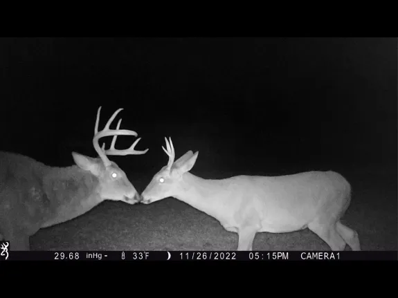 Two white-tailed deer bucks in Stow, photographed with an automatically triggered wildlife camera by Steve Cumming.