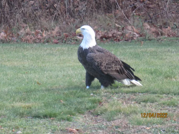 A bald eagle in Stow, photographed by Steve from Stow.
