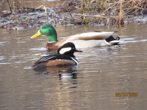 A hooded merganser and a mallard in Stow, photographed by Steve Trefry.