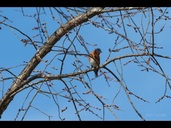 An eastern bluebird in Bolton, photographed by Jon Turner.