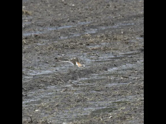 A killdeer in Acton, photographed by Gail Sartori.