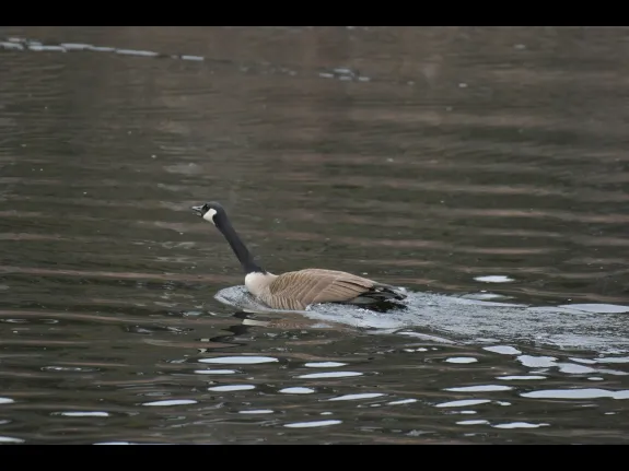 A Canada goose at Carver Hill in Stow, photographed by Gail Sartori.