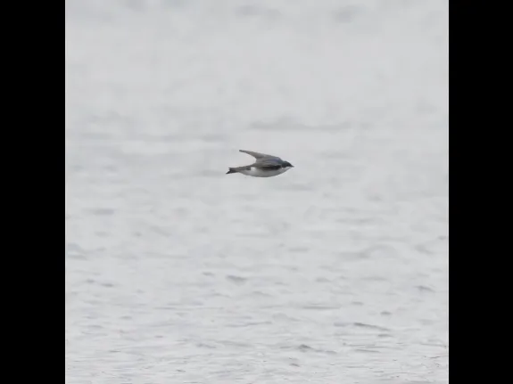A tree swallow in Grafton, photographed by Steve Forman.