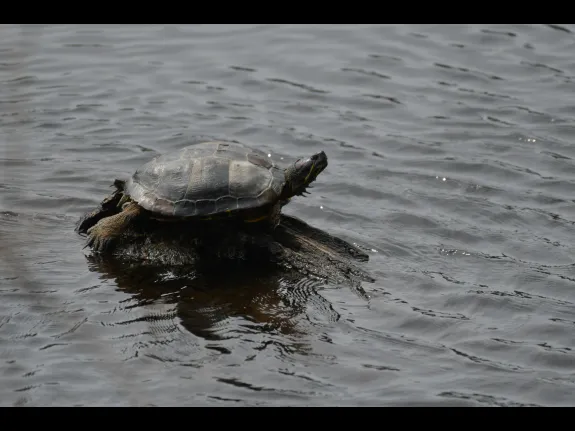 A painted turtle in Stow, photographed by Gail Sartori.