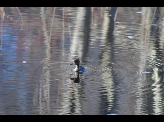 Gail Sartori photographed this hooded merganser in Stow.