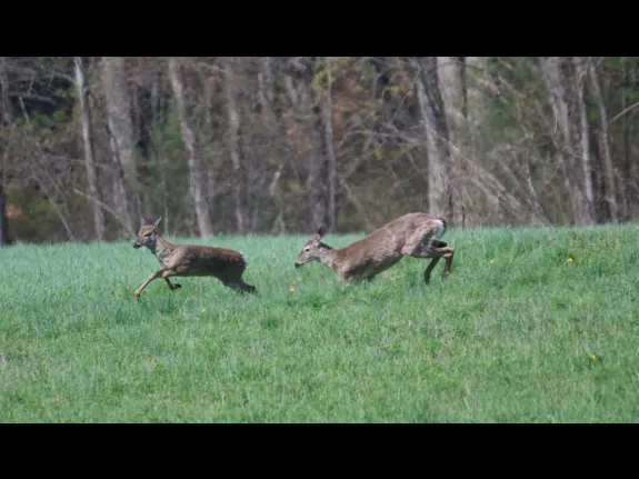 Gail Sartori photographed these white-tailed deer in Acton.