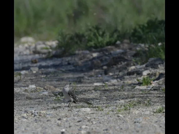 A northern mockingbird in Acton, photographed by Gail Sartori.