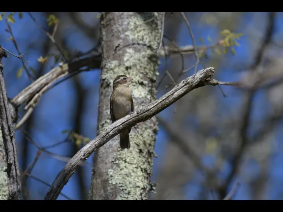 A rose-breasted grosbeak in Acton, photographed by Gail Sartori.