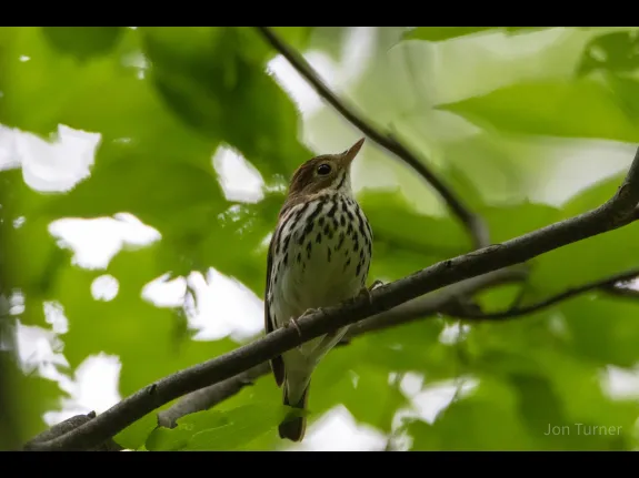 An ovenbird in Bolton, photographed by Jon Turner.