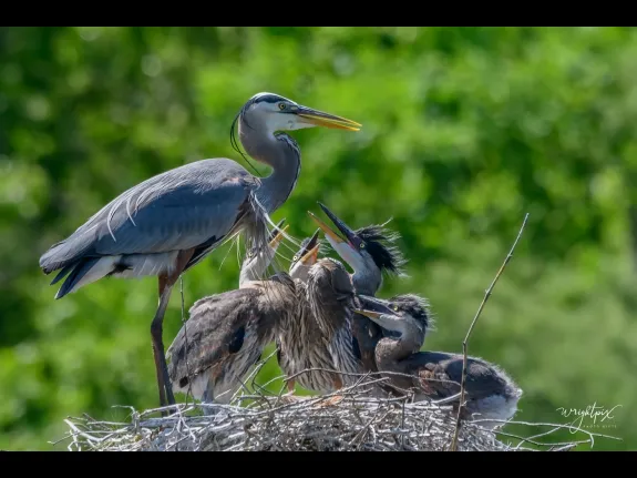 Great blue herons at their nest in Grafton, photographed by Nancy Wright.