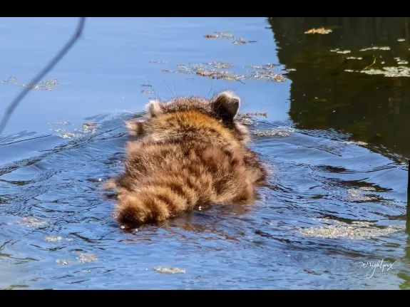 A raccoon swimming in Grafton, photographed by Nancy Wright.