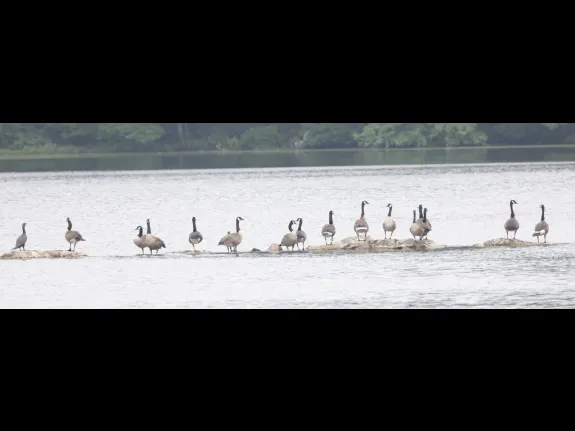 A double-crested cormorant and Canada geese at Hager Pond in Marlborough, photographed by Steve Forman.