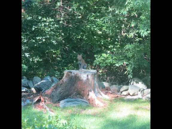 A bobcat near Marble Hill Conservation Area in Stow, photographed by Ken Descoteaux.
