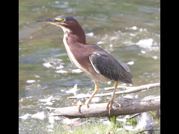 A green heron at Hager Pond in Marlborough, photographed by Steve Forman.