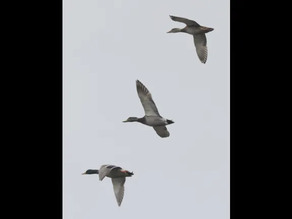 Mallards at Hager Pond in Marlborough, photographed by Steve Forman.
