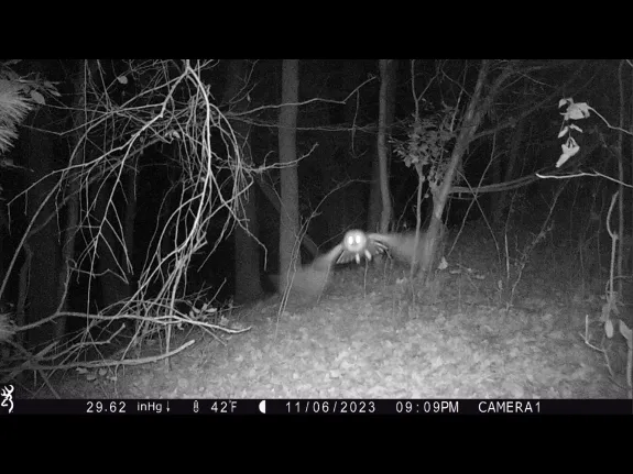 A barred owl in Bolton, photographed with an automatically triggered wildlife camera by Steve Cumming.