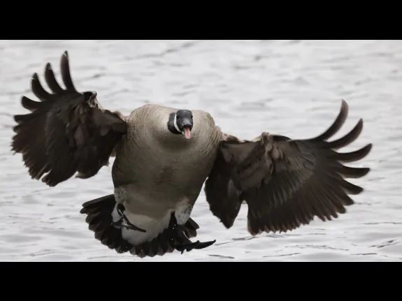 A Canada goose at Hager Pond in Marlborough, photographed by Steve Forman.