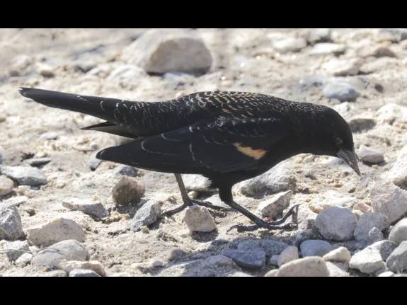 A red-winged blackbird at Hager Pond in Marlborough, photographed by Steve Forman.