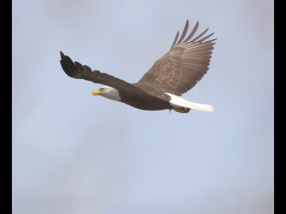 A bald eagle over Hager Pond in Marlborough, photographed by Steve Forman.