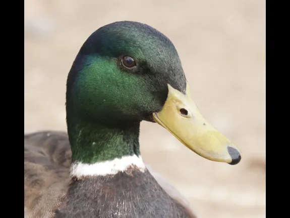 A mallard at Hager Pond in Marlborough, photographed by Steve Forman.