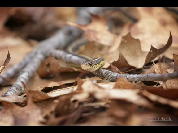 A common garter snake in Bolton, photographed by Jon Turner.