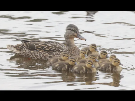 Mallards at Hager Pond in Marlborough, photographed by Steve Forman.