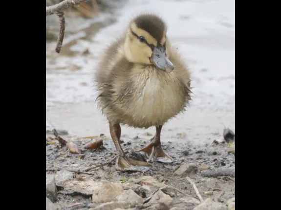 A mallard duckling at Hager Pond in Marlborough, photographed by Steve Forman.