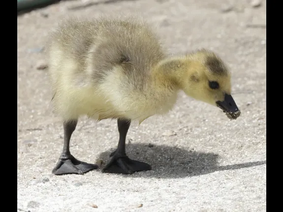 A Canada goose gosling at Hager Pond in Marlborough, photographed by Steve Forman.