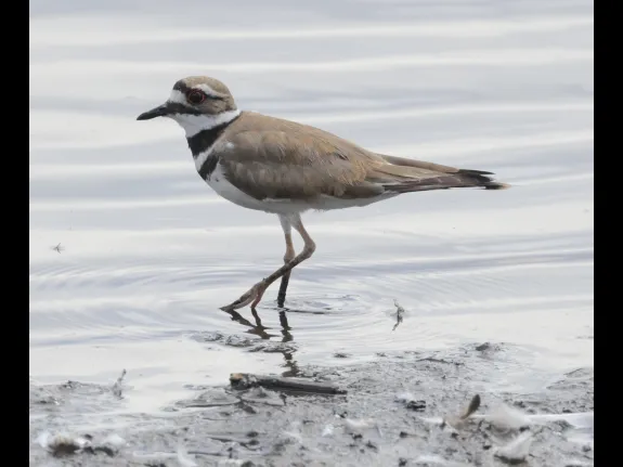 A killdeer at Hager Pond in Marlborough, photographed by Steve Forman.