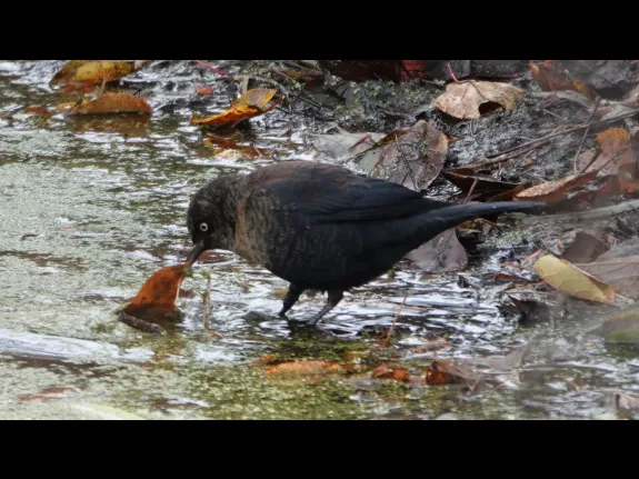 A rusty blackbird at Mass Audubon's Drumlin Farm Wildlife Sanctuary in Lincoln, photographed by Ron McAdow.