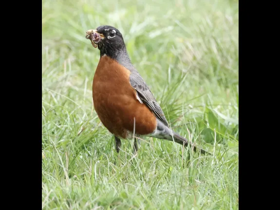 An American robin at Breakneck Hill Conservation Land in Southborough, photographed by Steve Forman.