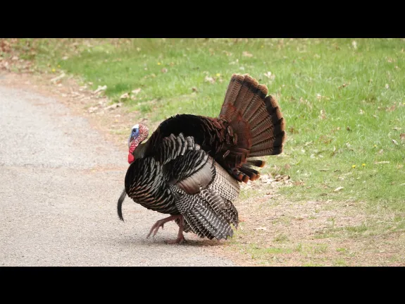 A turkey in Lincoln, photographed by Ron McAdow.
