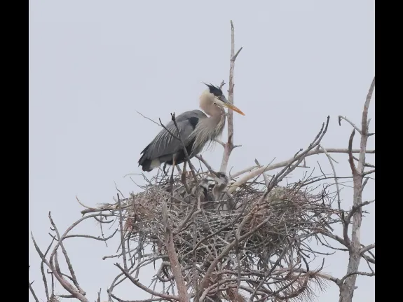 Great blue herons in Southborough, photographed by Steve Forman.