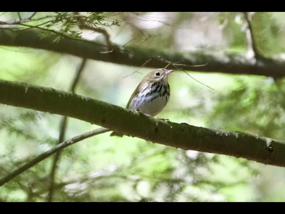 An ovenbird at the Delaney Wildlife Management Area in Harvard, photographed by Jon Turner.