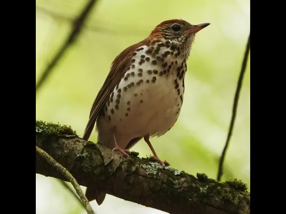 A wood thrush at Mt. Misery in Lincoln, photographed by Ron McAdow.