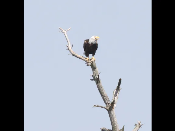 A bald eagle at Sudbury Reservoir in Southborough, photographed by Steve Forman.