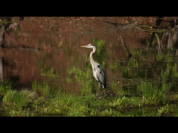 A great blue heron at Heywood's Meadow in Lincoln, photographed by Ron McAdow.