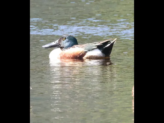 A northern shoveler at Bruce's Pond in Hudson, photographed by Steve Forman.