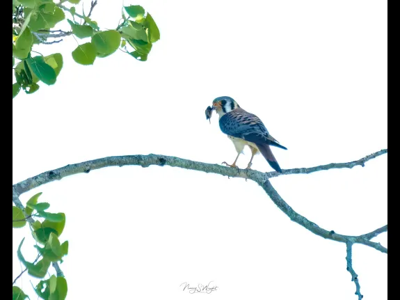 An American kestrel at Wayne F. MacCallum Wildlife Management Area in Westborough, photographed by Nancy Szostak Wright.