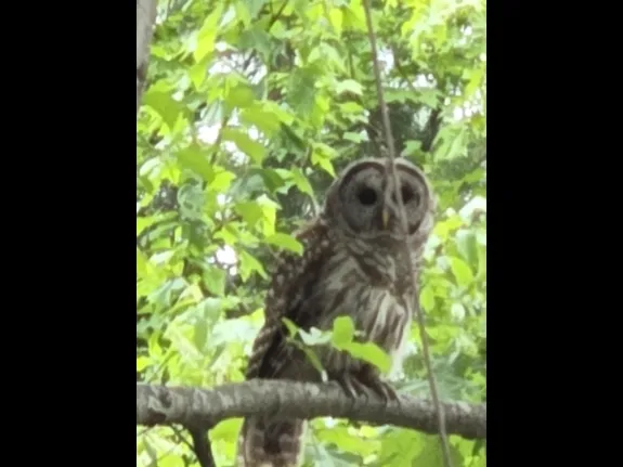 A barred owl in Littleton, photographed by Jo Ellen Slurzberg.