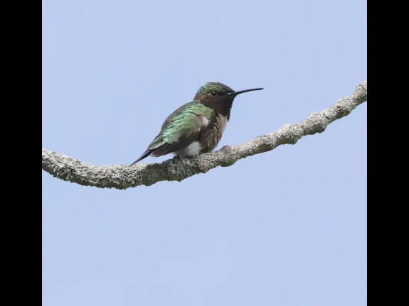 A ruby-throated hummingbird at Breakneck Hill Conservation Land in Southborough, photographed by Steve Forman.