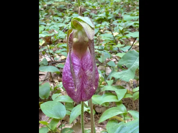 A pink lady's slipper in Westborough, photographed by Nancy Szostak Wright.