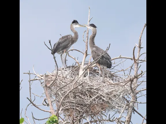 Great blue herons in Southborough, photographed by Steve Forman.