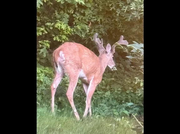 A white-tailed deer in Framingham, photographed by Steve Forman.
