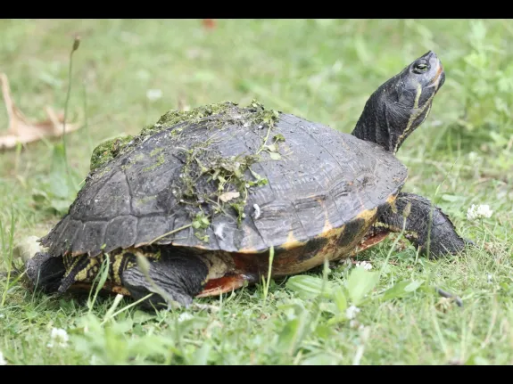 A painted turtle at Hager Pond in Marlborough, photographed by Steve Forman.