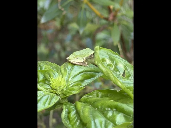 A Gray Tree Frog in Wayland, photographed by Michelle Vanslette.